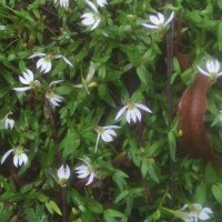 Lobelia chinensis Lour.
